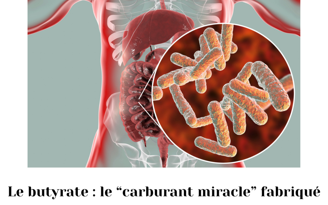 Le butyrate : le “carburant miracle” fabriqué par notre microbiote intestinal